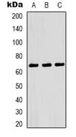 RELA / NFKB p65 Antibody