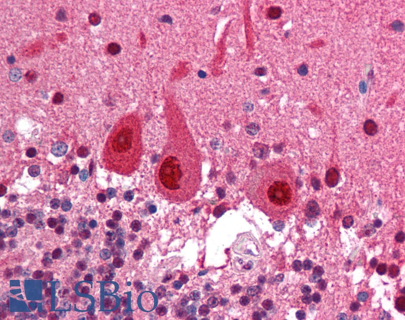 IHC-plus™ COPS5 / JAB1 Antibody (clone 6C3.38, Preservative Free)