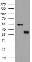 PIK3C2A Antibody (aa230-560, clone OTI1B8)