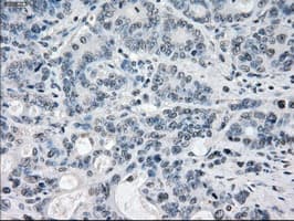 PPP5C Antibody (clone OTI6F1, Carrier-free)