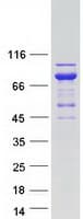 Human UBXD9 / ASPL Protein (Recombinant Myc-DDK (Flag))