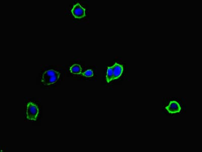 MYO1G / HA2 Antibody