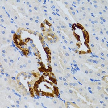 GRB2 Antibody