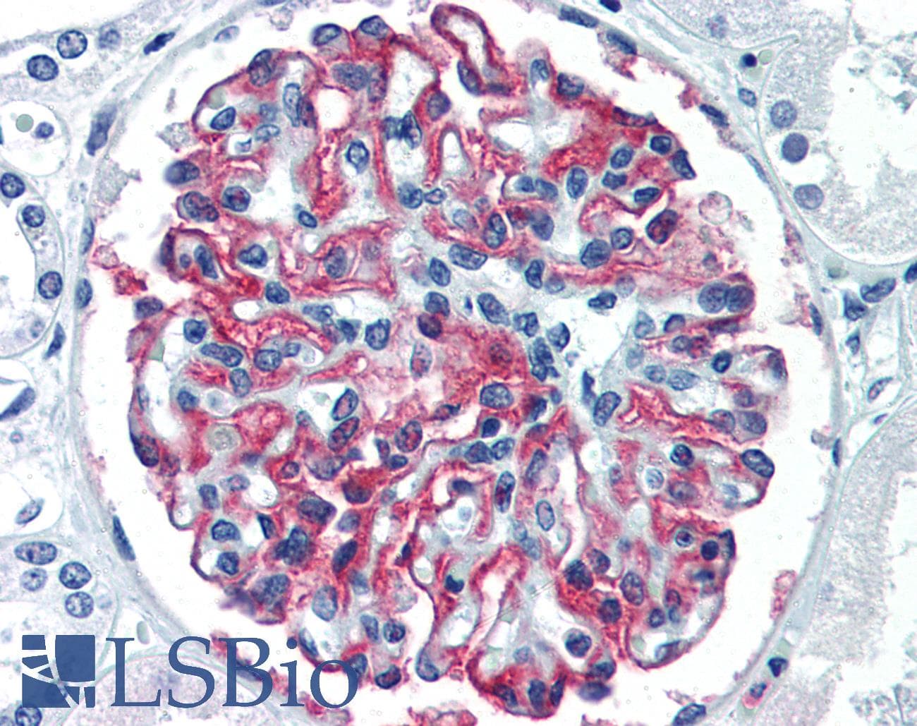 IHC-plus™ CR1 / CD35 Antibody (clone E11, Preservative Free)