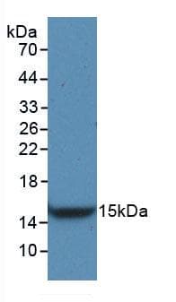 VEGFC Antibody (aa108-223)