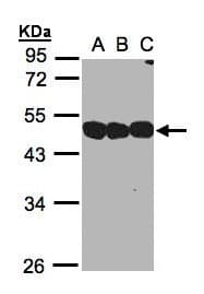 NSFL1C Antibody (aa21-302)