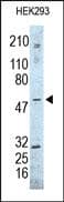 CSTF2 / CstF-64 Antibody