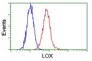 Monoclonal Mouse anti-Human LOX / Lysyl Oxidase Antibody (clone OTI5C4, IHC, IF, WB)