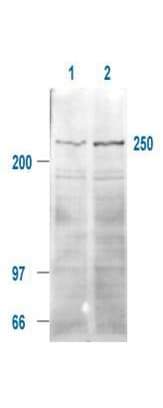 IHC-plus™ MTOR Antibody (phospho-Ser2448)