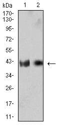 IL2RG / CD132 Antibody (clone 4A8F2)