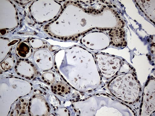 PSMA7 Antibody (clone OTI5F6, Carrier-free)