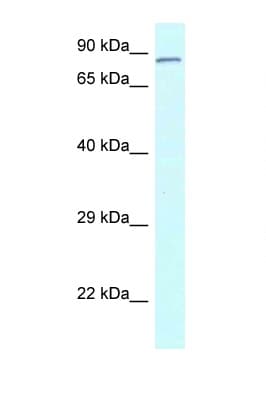 Polyclonal Rabbit anti-Rat CNOT3 Antibody (N-Terminus, WB)