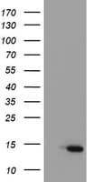 XTP4 / C17orf37 Antibody (clone OTI1E8)