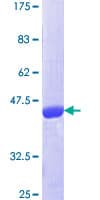 Human RAP1B Protein (Recombinant GST)