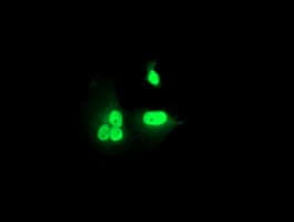 RNF113B Antibody (clone OTI1B10)