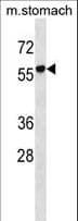 RUNDC1 Antibody (aa509-537)