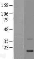 KRTAP11-1 Protein (Over-Expression Lysate Myc-DDK (Flag))
