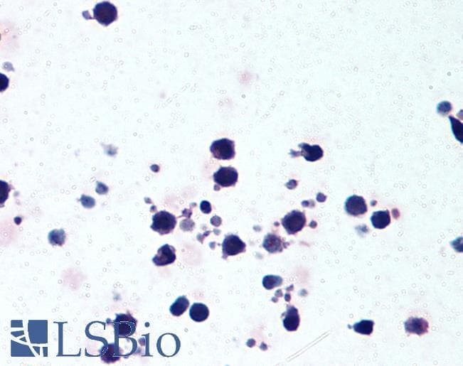 Polyclonal Goat anti-Human NALP3 / NLRP3 Antibody (C-Terminus, IHC, IF)
