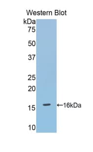 DBR1 Antibody (aa133-241)