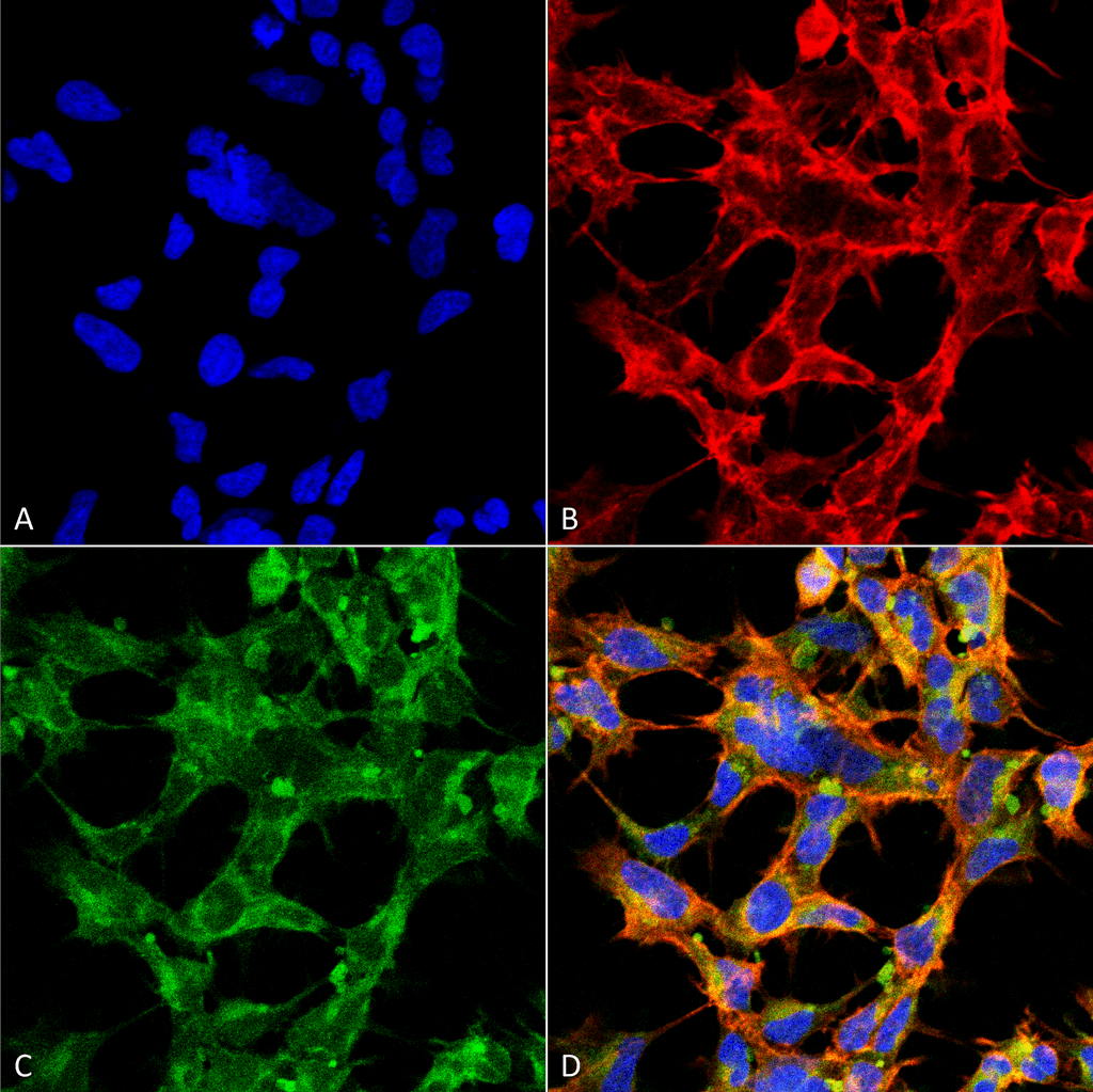 OGT / O-GLCNAC Antibody (clone 9H6, Biotin)
