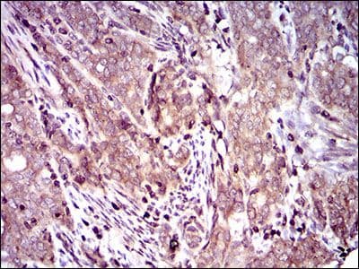 DCTN4 / Dynactin 4 Antibody (Amino Acid: 57-298, clone 3G9D7)