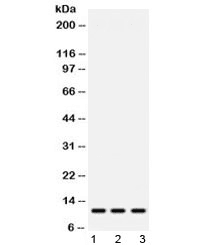 RPS27 / Ribosomal Protein S27 Antibody