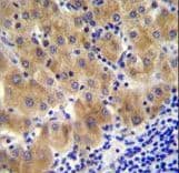 GGH / Gamma-Glutamyl Hydrolase Antibody (aa229-256)