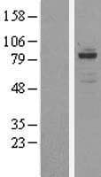 OSBPL11 Protein (Over-Expression Lysate Myc-DDK (Flag))