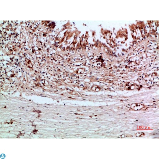 Polyclonal Rabbit anti-Human TG / Thyroglobulin Antibody (IHC)