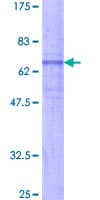 Human NMUR2 Protein (Recombinant GST)