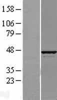 ATP6V1C1 Protein (Over-Expression Lysate Myc-DDK (Flag))