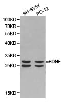 BDNF Antibody