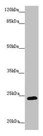 GRPEL1 Antibody