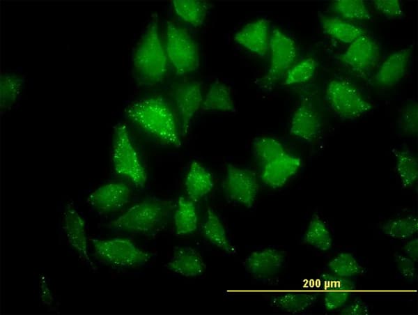 CNO Antibody (clone 6C3)