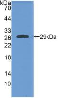 GSTA4 Antibody (aa2-222, Cy3)