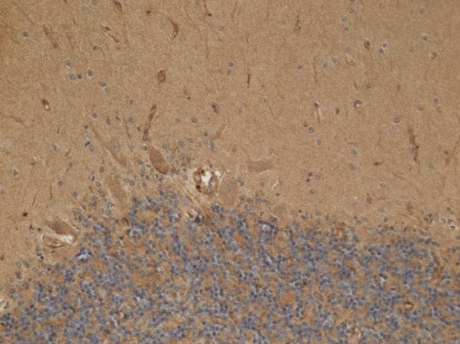 HADH Antibody (clone 1A12BC8)