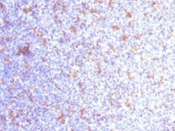 Monoclonal Mouse anti-Human ITGAX / CD11c Antibody (clone ITGAX/1284, Azide-free,BSA-free, IHC, IF)