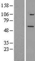 TRIM26 Protein (Over-Expression Lysate Myc-DDK (Flag))