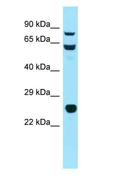 HSP90AB1 / HSP90 Alpha B1 Antibody (aa46-95)