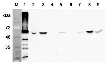 Monoclonal Mouse anti-Human FTO Antibody (clone AG103, IHC, WB)