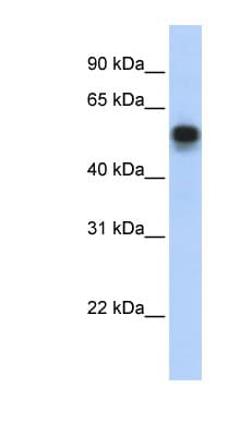 IRF6 Antibody (aa395-444)