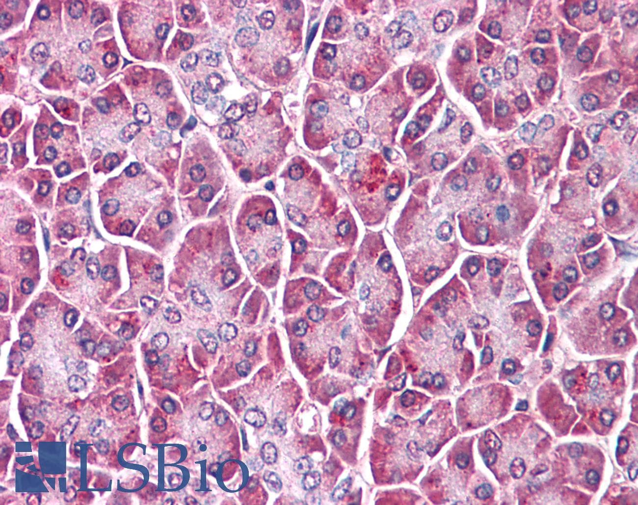 IHC-plus™ GPC4 / Glypican 4 Antibody (C-Terminus)