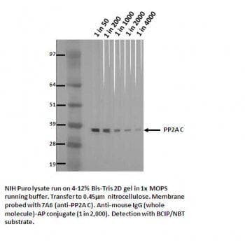 PPP2R1B Antibody (clone 7A6)