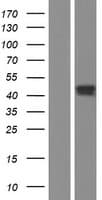 CD1E Protein (Over-Expression Lysate Myc-DDK (Flag))