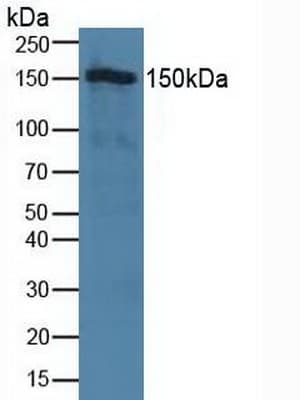 TJP2 / ZO2 / ZO-2 Antibody (aa307-669, PE)