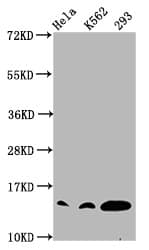HIST1H2BN Antibody