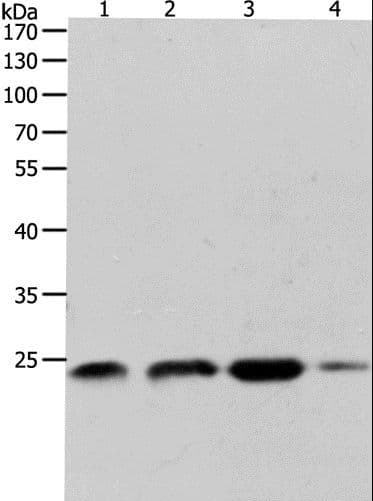 RHOA Antibody