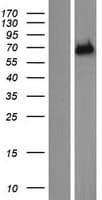 ENTHD1 Protein (Over-Expression Lysate Myc-DDK (Flag))