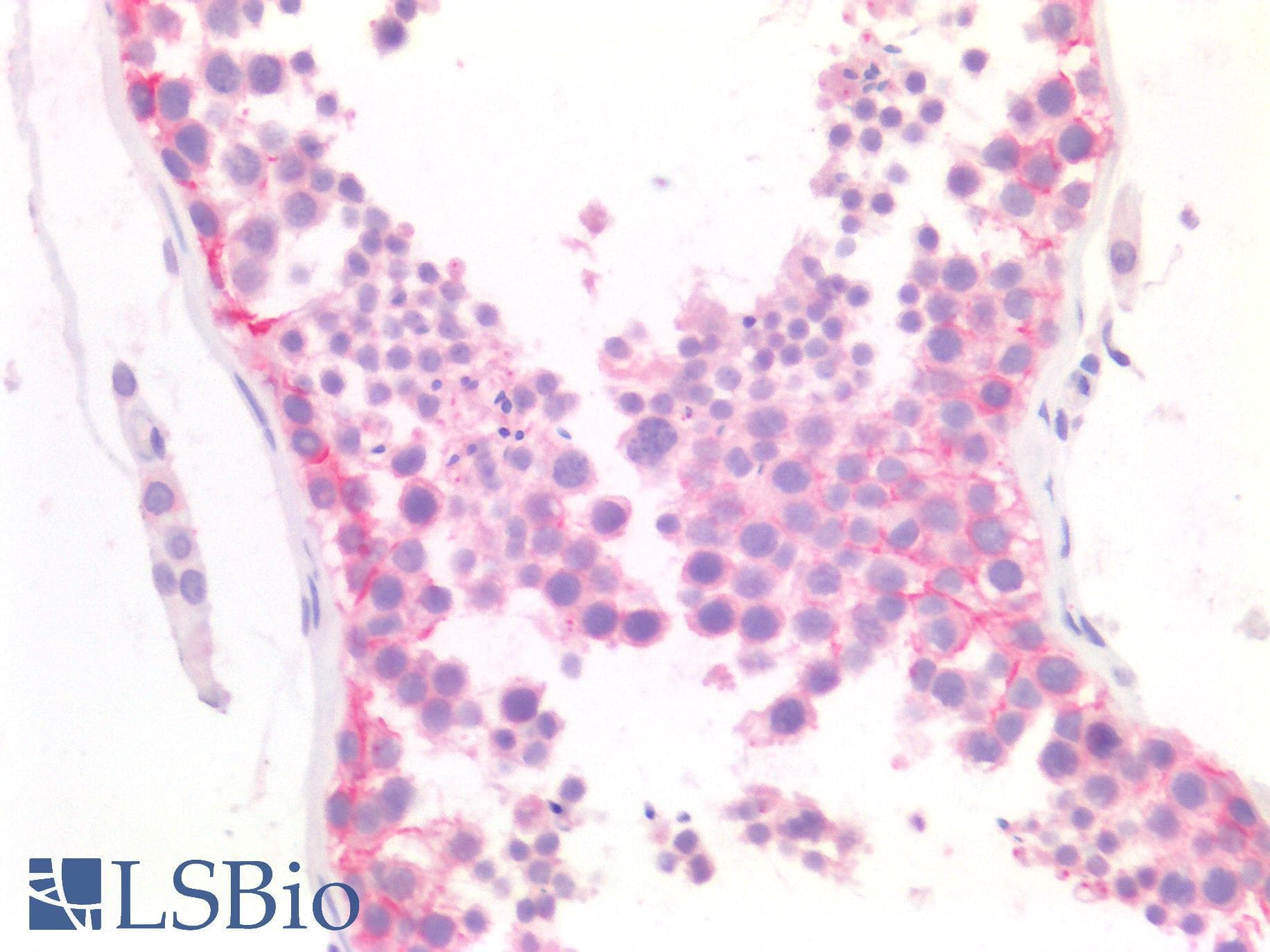 PathPlus™ TJP1 / ZO-1 Antibody (C-Terminus)