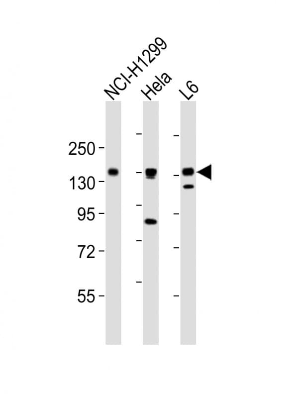 AXL Antibody (aa838-872)